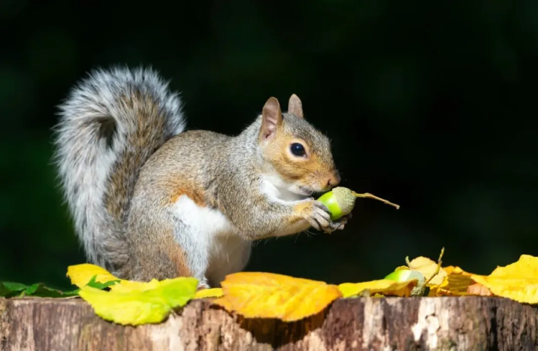 Mark Longo Sues Binance Over Unauthorized Use of Peanut the Squirrel's Image